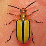 Lema daturaphila (exotic pest)
